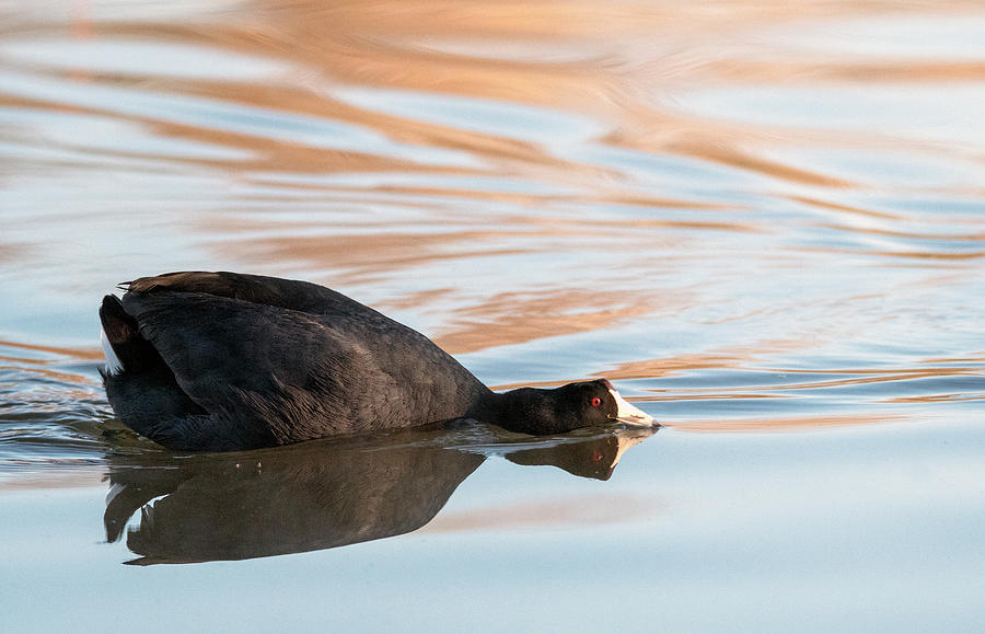 American Coot 6122-012320-2 Photograph by Tam Ryan