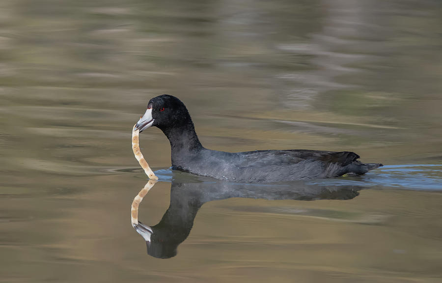 Nature Photograph - American Coot 7845-120820 by Tam Ryan