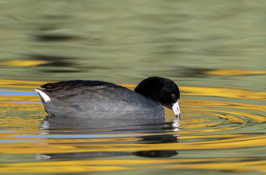 American Coot 7926-120920-3 Photograph by Tam Ryan
