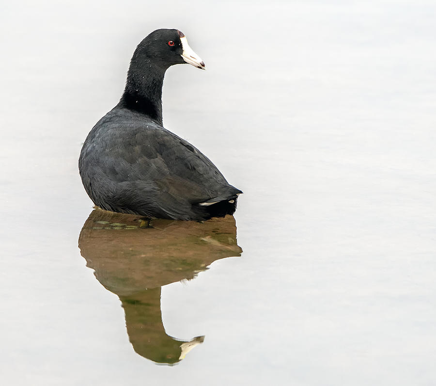 American Coot 9186-091320-2 Photograph by Tam Ryan