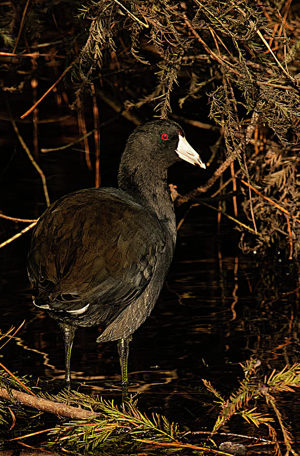 American Coot Along Waters Edge Photograph