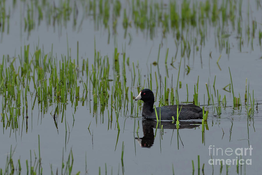 American Coot at Nisqually Delta Photograph by Nancy Gleason