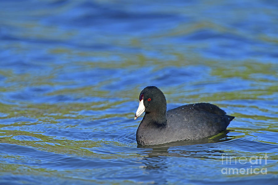 American Coot Photograph by Amazing Action Photo Video