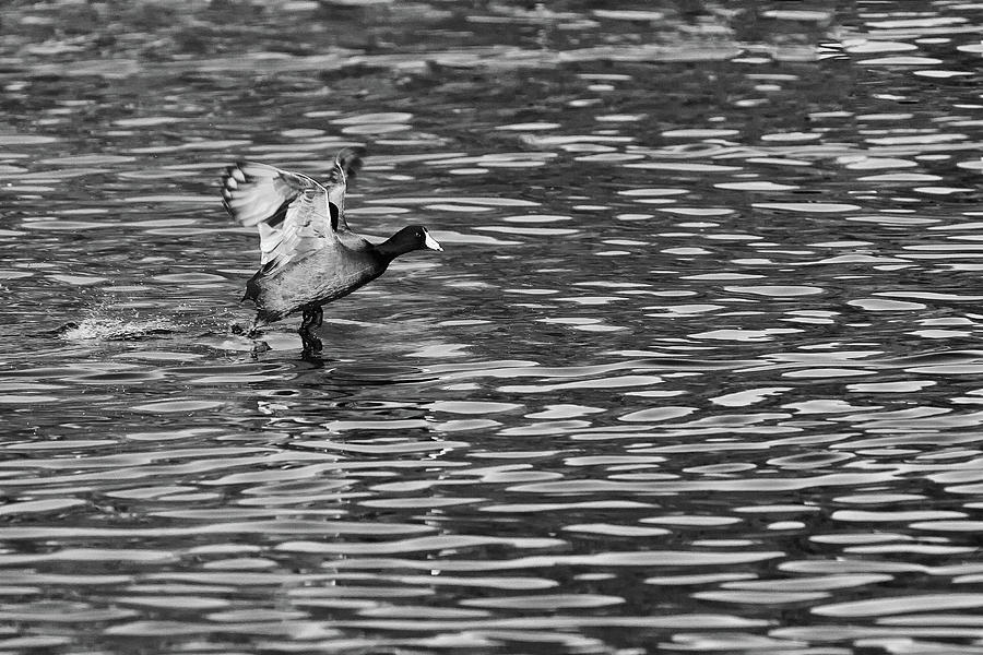 American Coot - Black and White Monochrome Photograph by Ram Vasudev