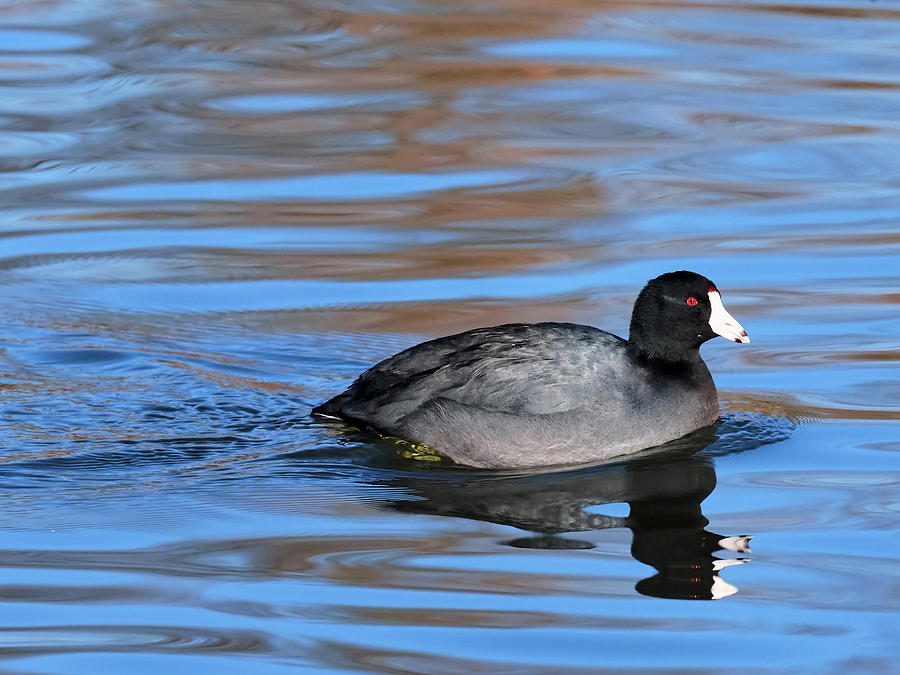 American Coot Dallas Texas Photograph By Rospotte Photography 