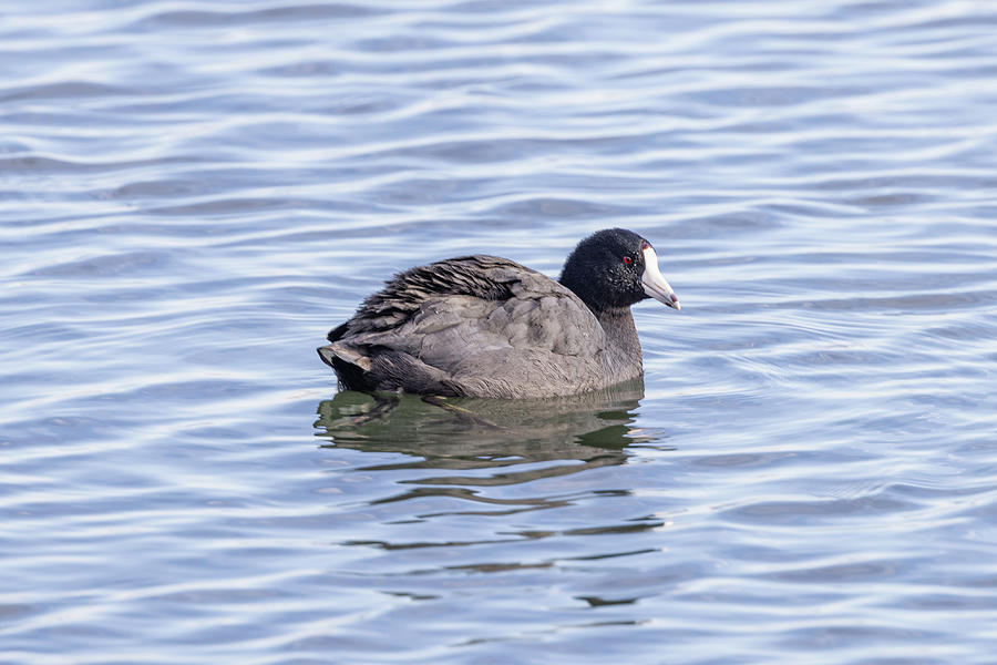 American Coot Photograph by Donna Twiford
