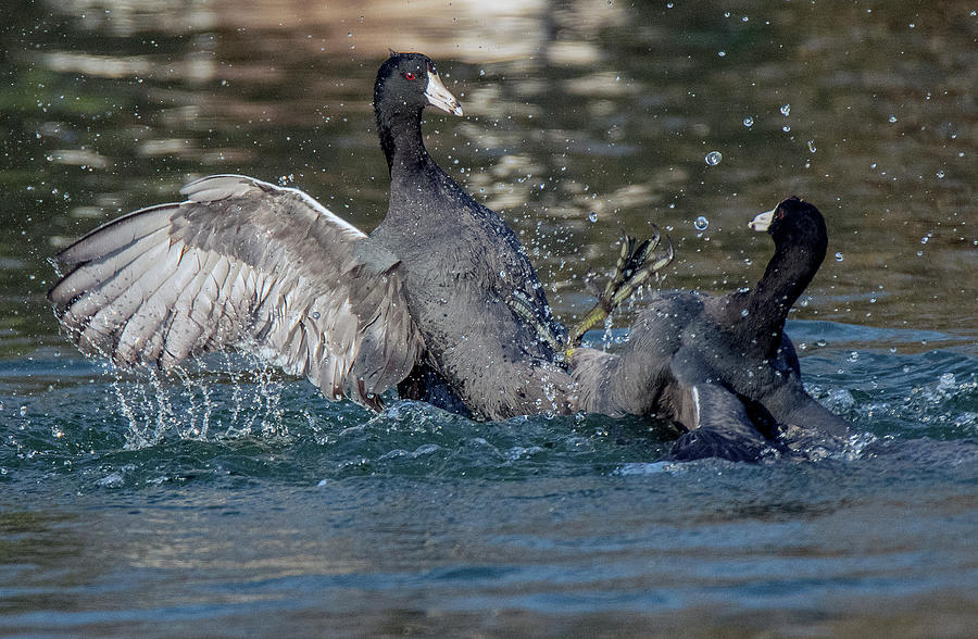 American Coot Fight 9196-020520-2 Photograph by Tam Ryan