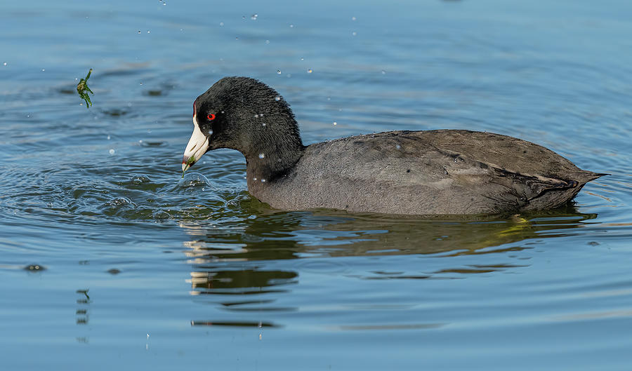 American Coot Foraging Photograph by Morris Finkelstein - Fine Art America