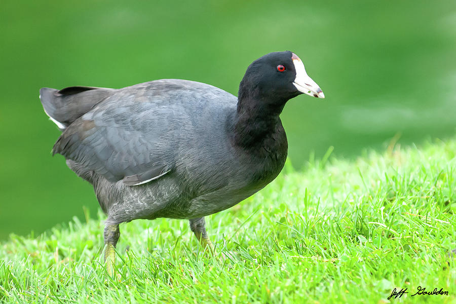 American Coot Grazing in the Grass Photograph by Jeff Goulden