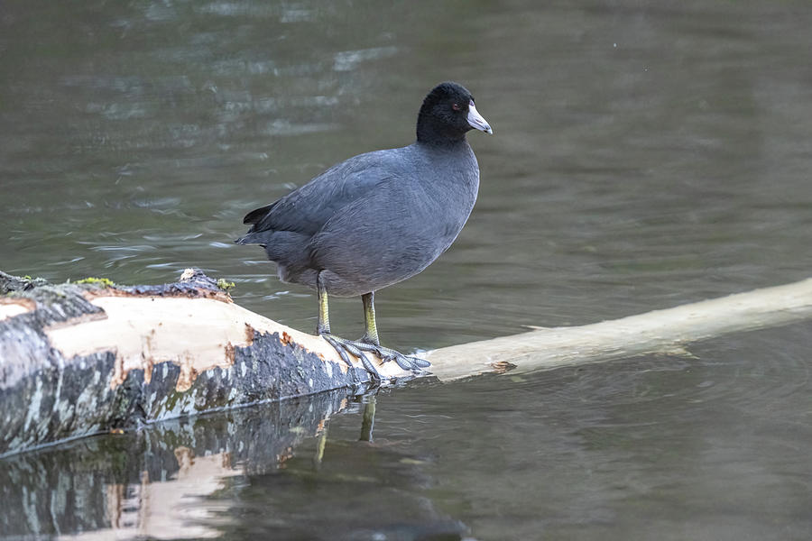 American Coot Photograph by Jerry Cahill
