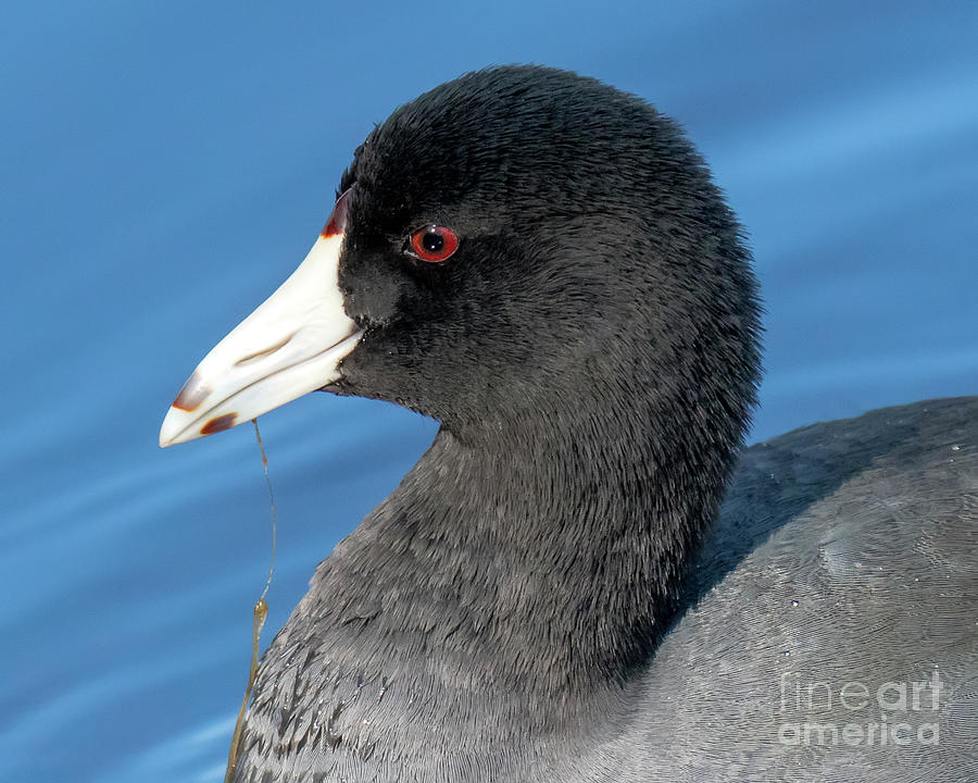 American Coot Portrait Photograph by Rodney Cammauf