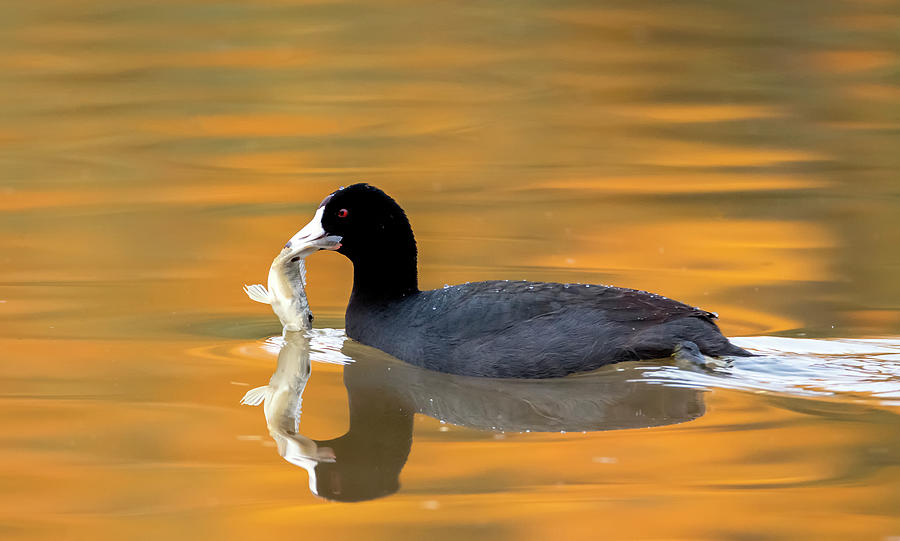 American Coot with Fish 1855-122420-2 Photograph by Tam Ryan