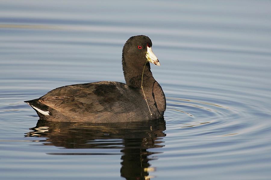 American Coot With Grass Photograph