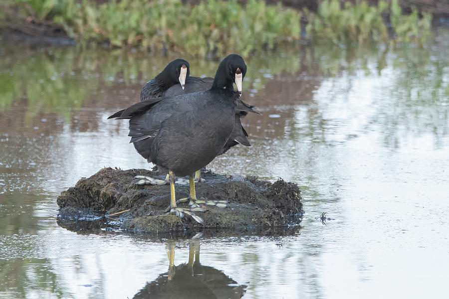 American Coots 4057-031720-2 Photograph by Tam Ryan
