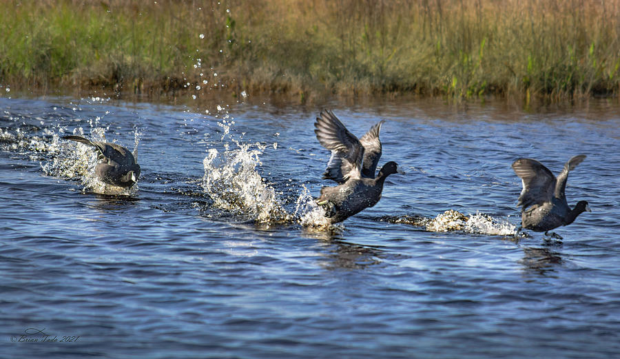American Coots Take Flight at Merced Wildlife Refuge Photograph by Brian Tada
