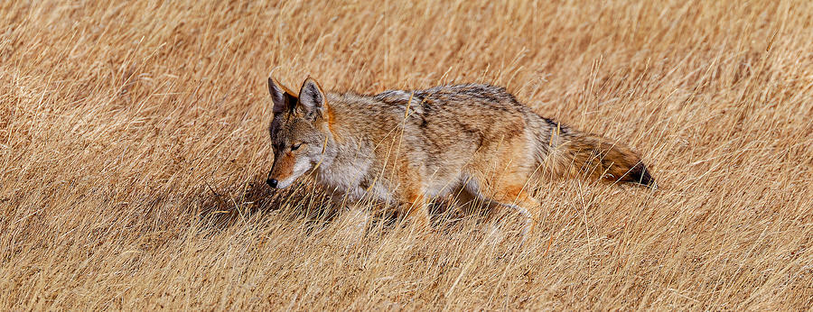 American Coyote Photograph by Fred J Lord