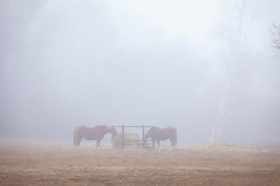 American Cream Draft Horses in Winter Photograph by Rachel Morrison American Cream Draft Horses in Winter Photograph by Rachel Morrison