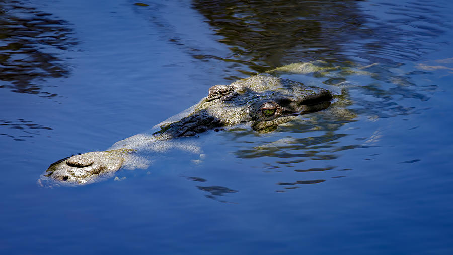American Crocodile - 1 Photograph by Rudy Umans