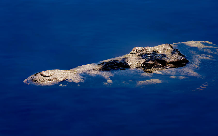 American Crocodile - 2 Photograph by Rudy Umans