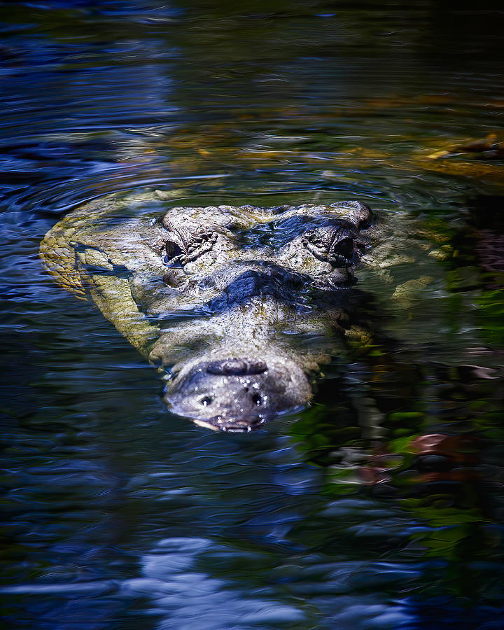 Wild American Crocodile - 4 Photograph by Rudy Umans