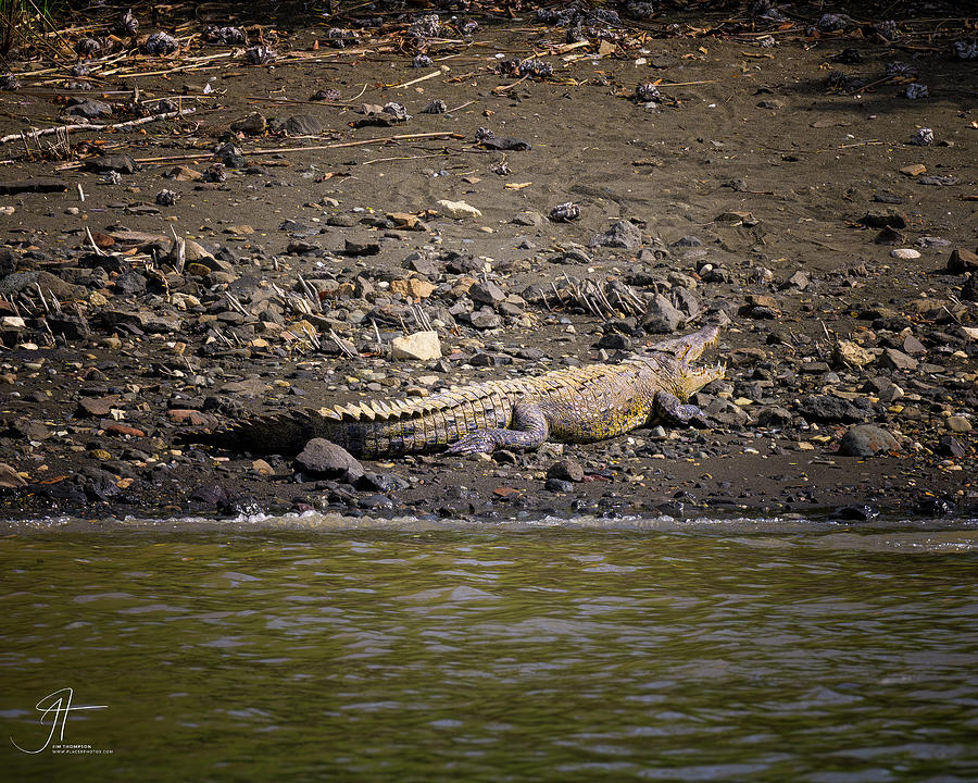 American Crocodile Photograph by Jim Thompson