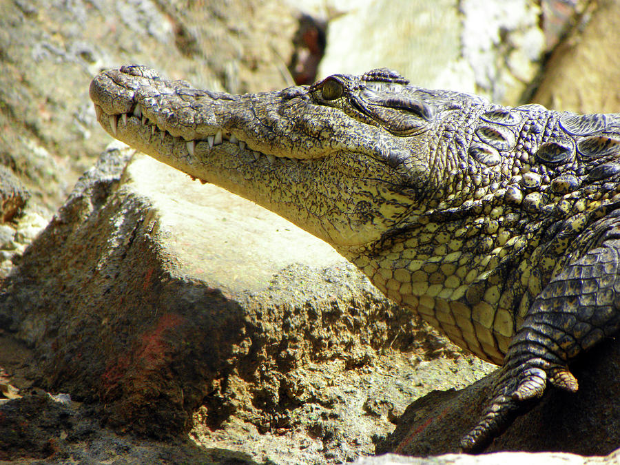 American Crocodile Photograph by Sandi OReilly