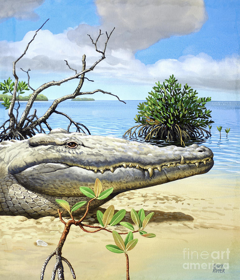 American Crocodile Sitting on Beach Painting by Chuck Ripper