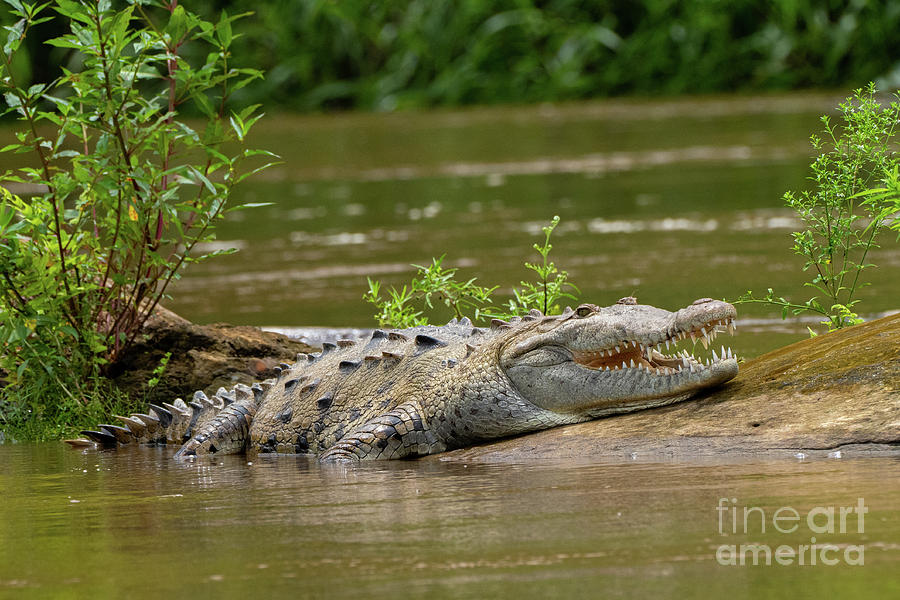 American crocodiles Crocodylus acutus k2 Photograph by Eyal Bartov