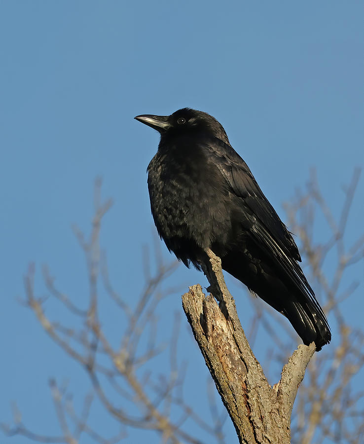 American Crow 672, Indiana Photograph by Steve Gass - Fine Art America