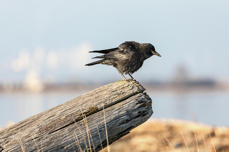 American Crow at Centennial Beach Photograph by Michael Russell