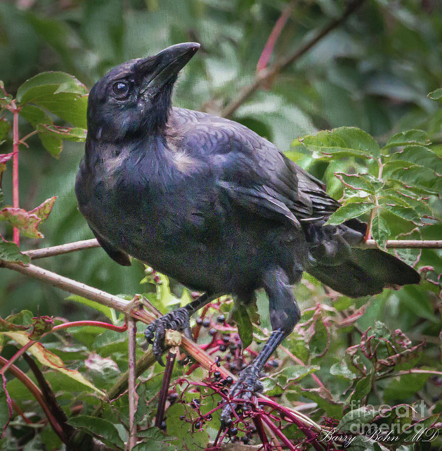 American crow Photograph by Barry Bohn