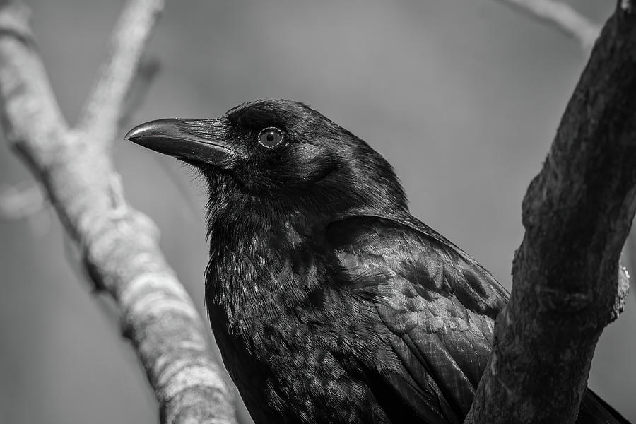 American Crow - Black and White Portrait Photograph by Chad Meyer - Pixels