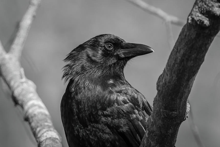 American Crow - Black And White Portrait 2 Photograph By Chad Meyer 