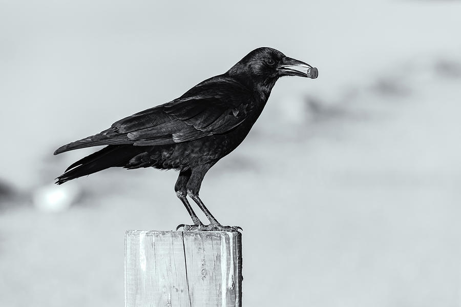 American Crow Bw Photograph by Jonathan Nguyen