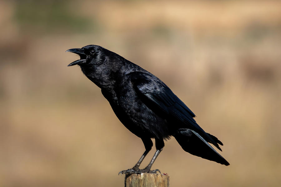 American Crow Calling Photograph by Bradford Martin