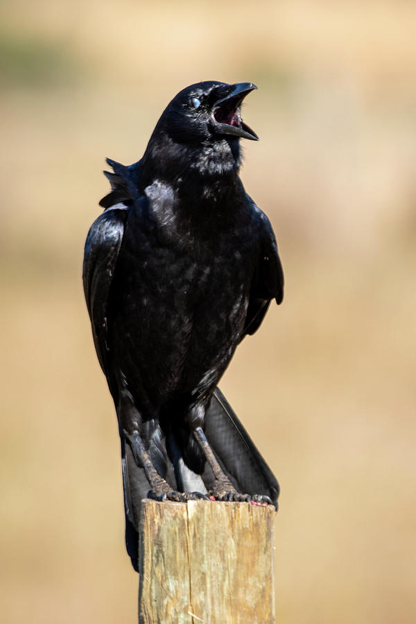 American Crow Calling Loud Photograph by Bradford Martin