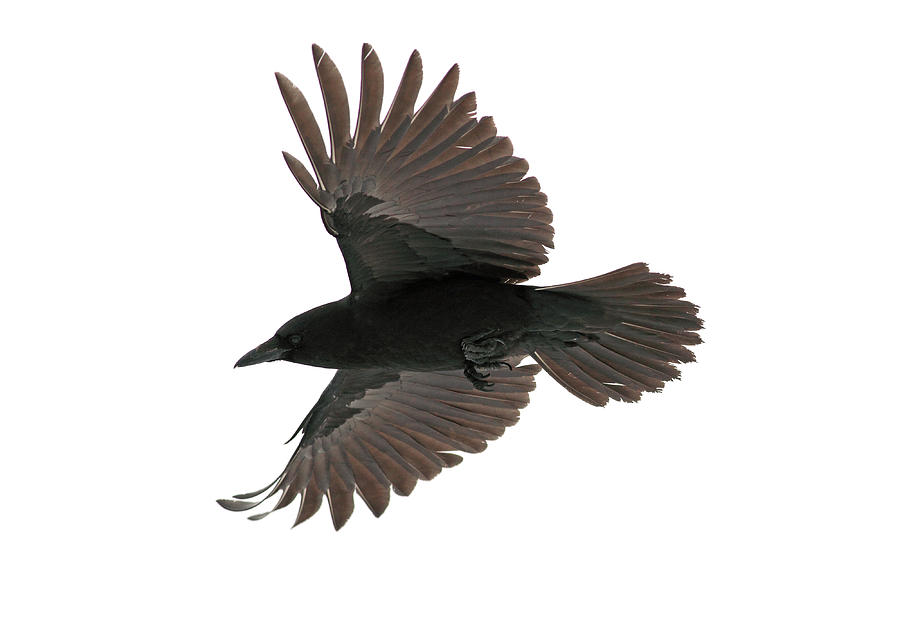 American Crow (Corvus brachyrhynchos) Photograph by Cappi Thompson