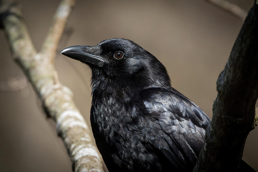 American Crow - Portrait Photograph by Chad Meyer