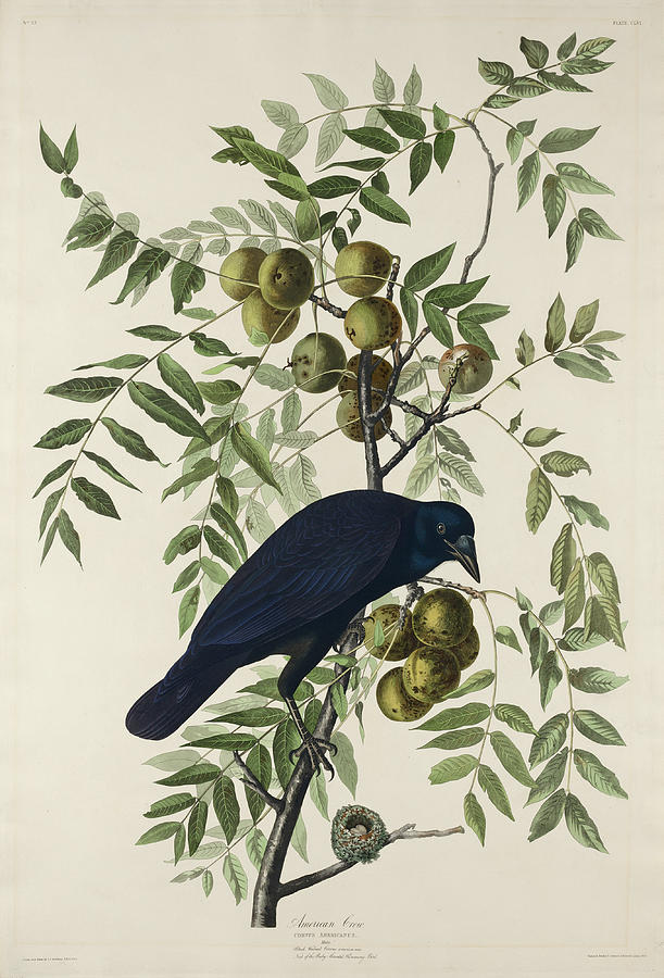 Robert Havell Drawing - American Crow by Robert Havell