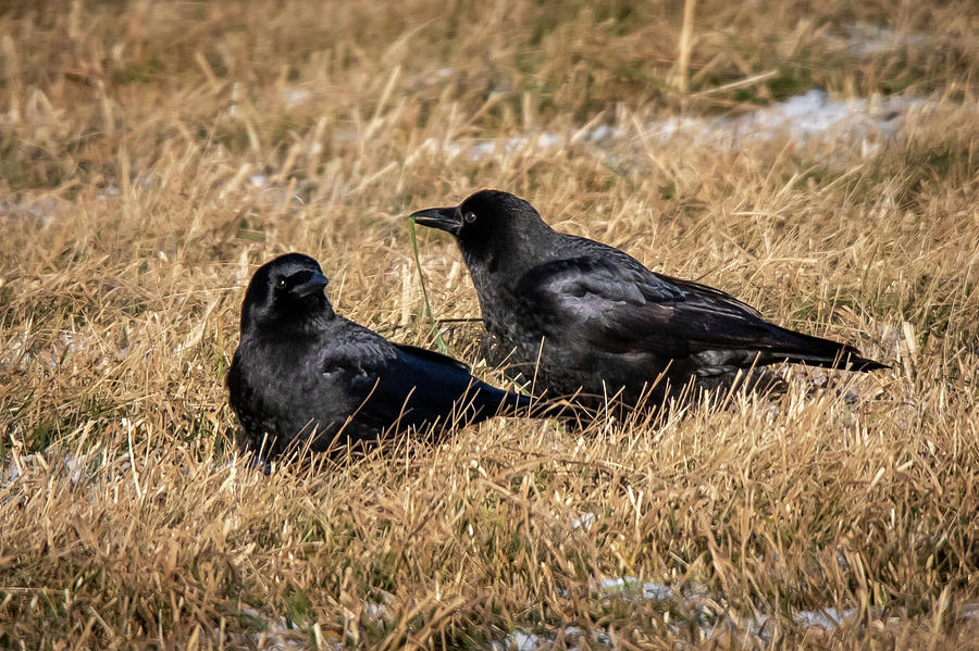 American Crows in a Field Photograph by Mike Brickl - Fine Art America