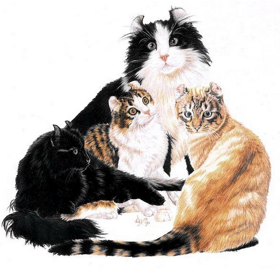 American Curl Collage Drawing by Barbara Keith