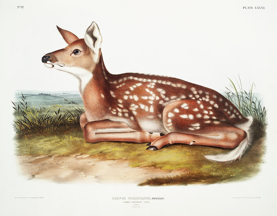 American Deer Mixed Media by John Woodhouse Audubon