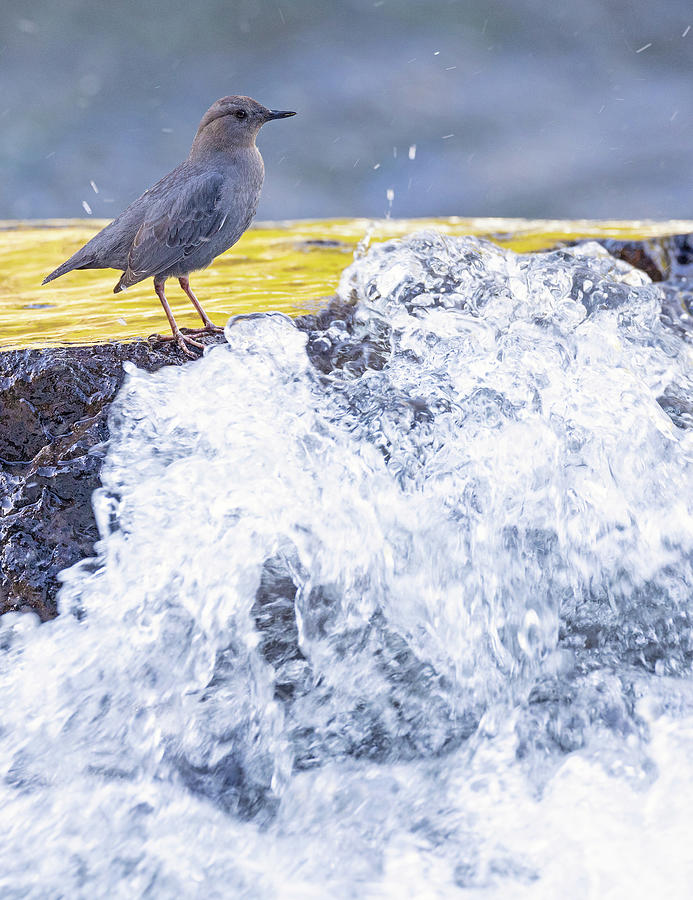 American Dipper at the Rapids Photograph by Max Waugh