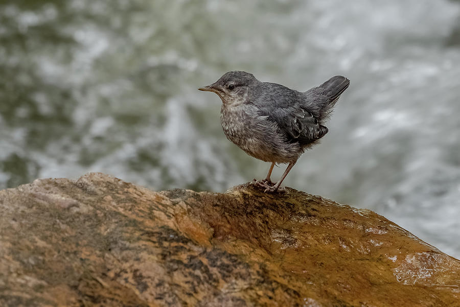 American Dipper On A Rock Photograph by Yeates Photography