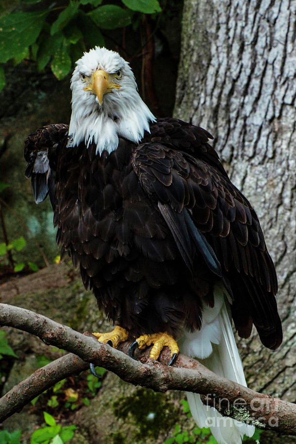 American Eagle 2 Photograph by Edward Sobuta