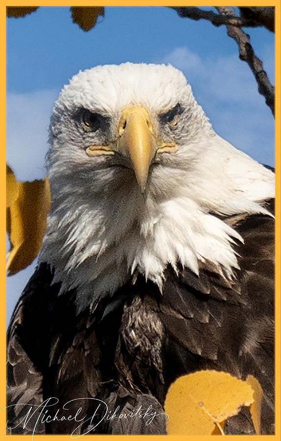 American Eagle at White Rock Photograph by Michael Dikovitsky Fine