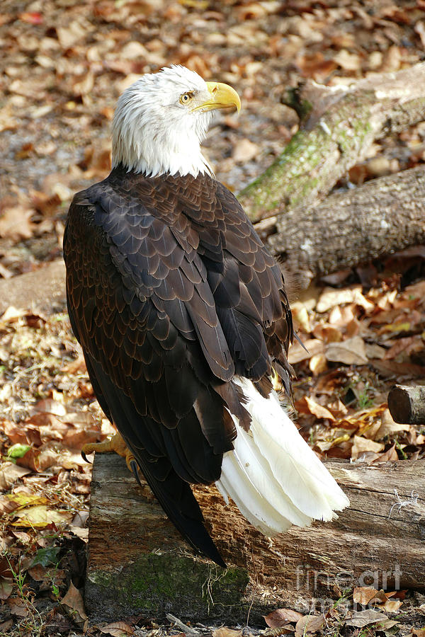 American Eagle Photograph by Cindy Manero