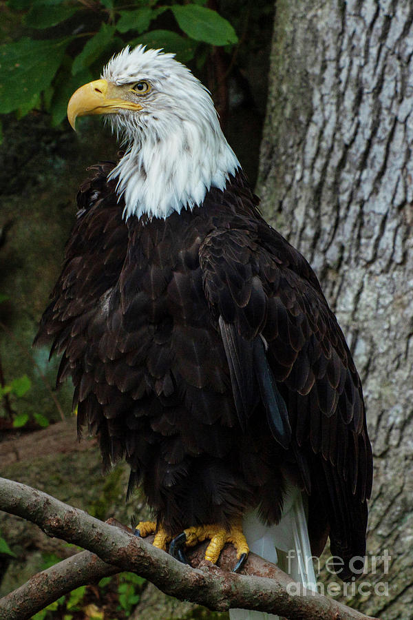 American Eagle Photograph by Edward Sobuta