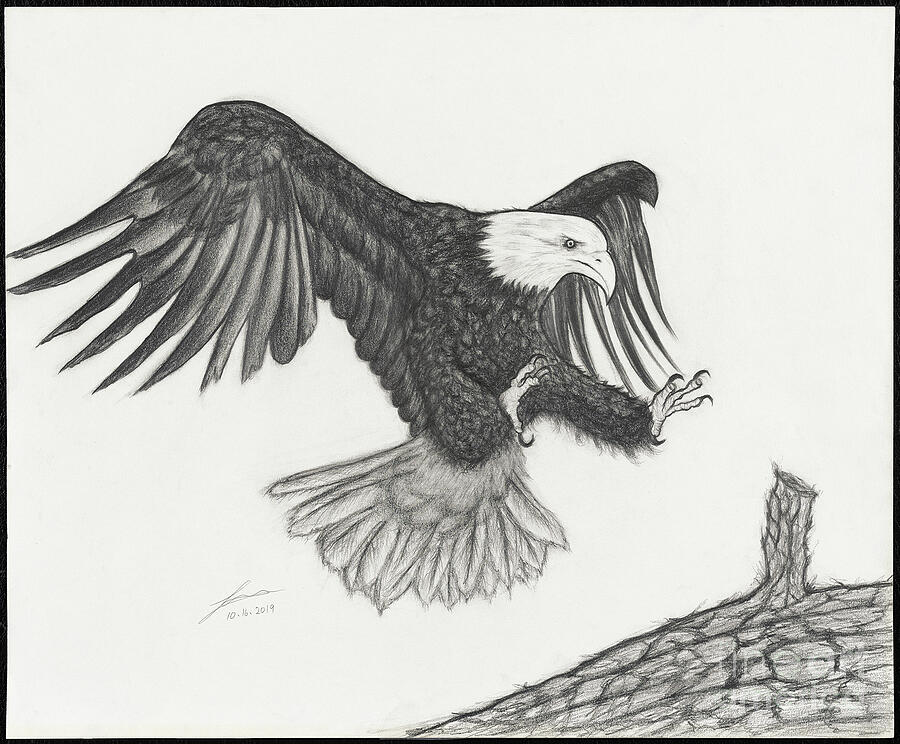 Eagle Drawing - American Eagle by Hye Eun