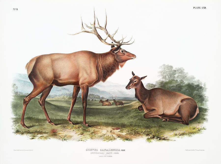 American Elk. John Woodhouse Audubon Illustration Mixed Media by World Art Collective
